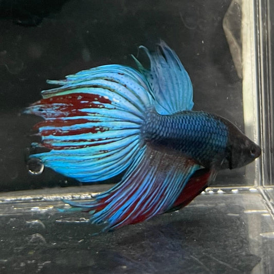 the-fish-farm Male Betta Male Betta - One Only - 3 Choose your favourite Male Betta from The Fish Farm Australia