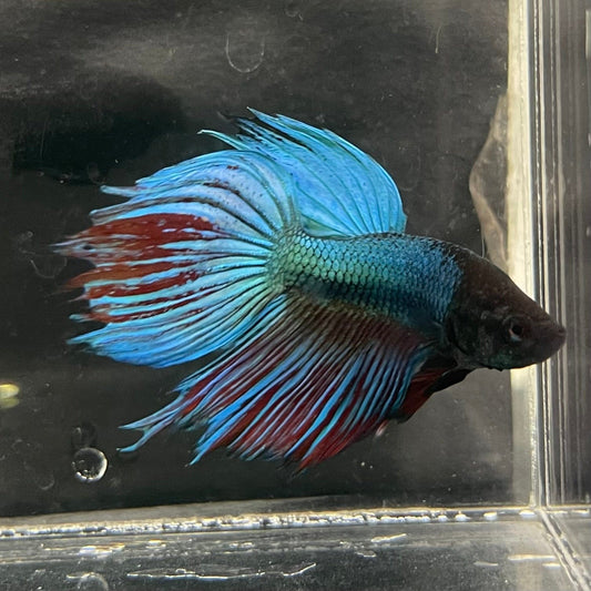 the-fish-farm Male Betta Male Betta - One Only - 3 Choose your favourite Male Betta from The Fish Farm Australia