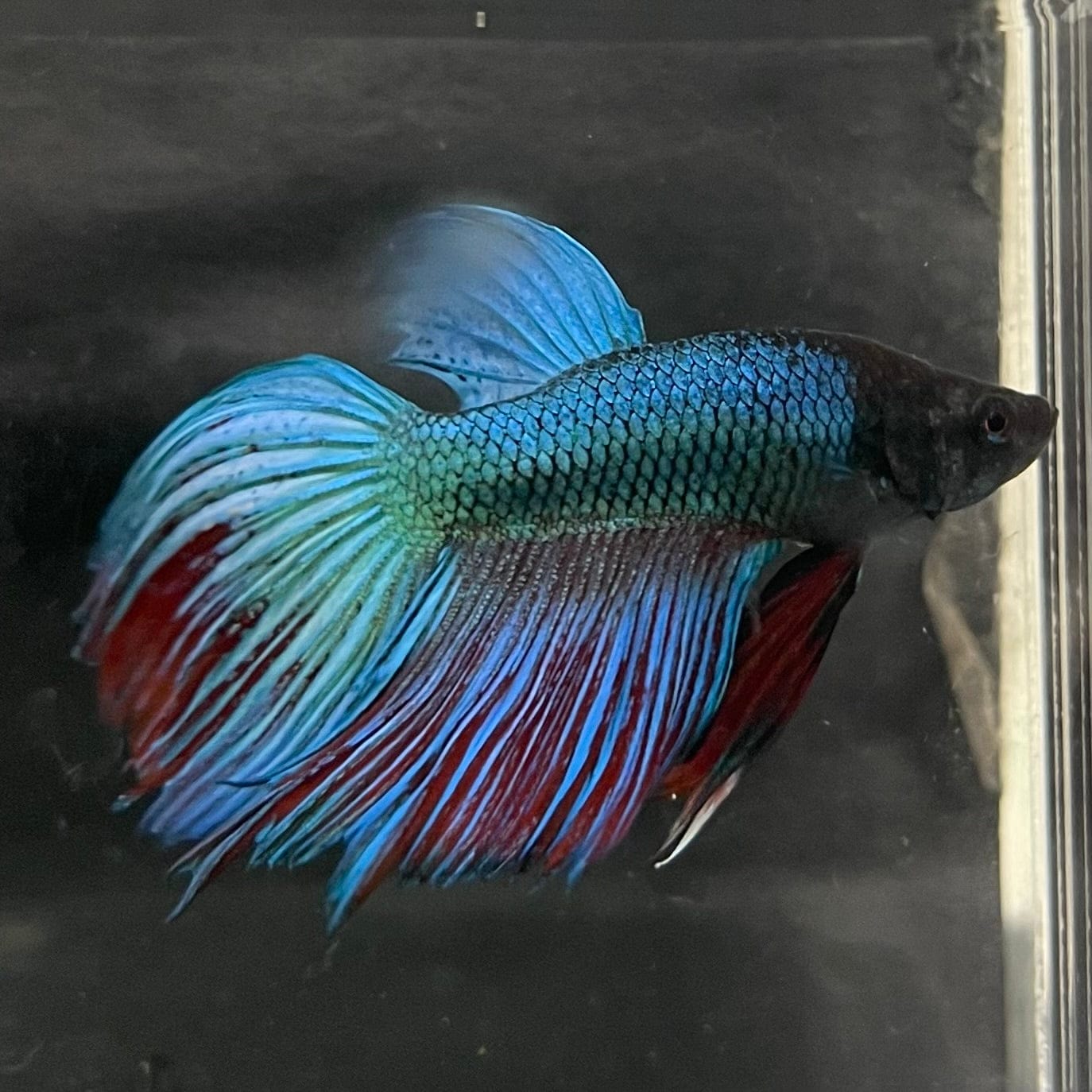 the-fish-farm Male Betta Male Betta - One Only - 3 Choose your favourite Male Betta from The Fish Farm Australia