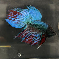 the-fish-farm Male Betta Male Betta - One Only - 3 Choose your favourite Male Betta from The Fish Farm Australia