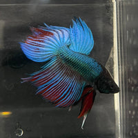 the-fish-farm Male Betta Male Betta - One Only - 3 Choose your favourite Male Betta from The Fish Farm Australia