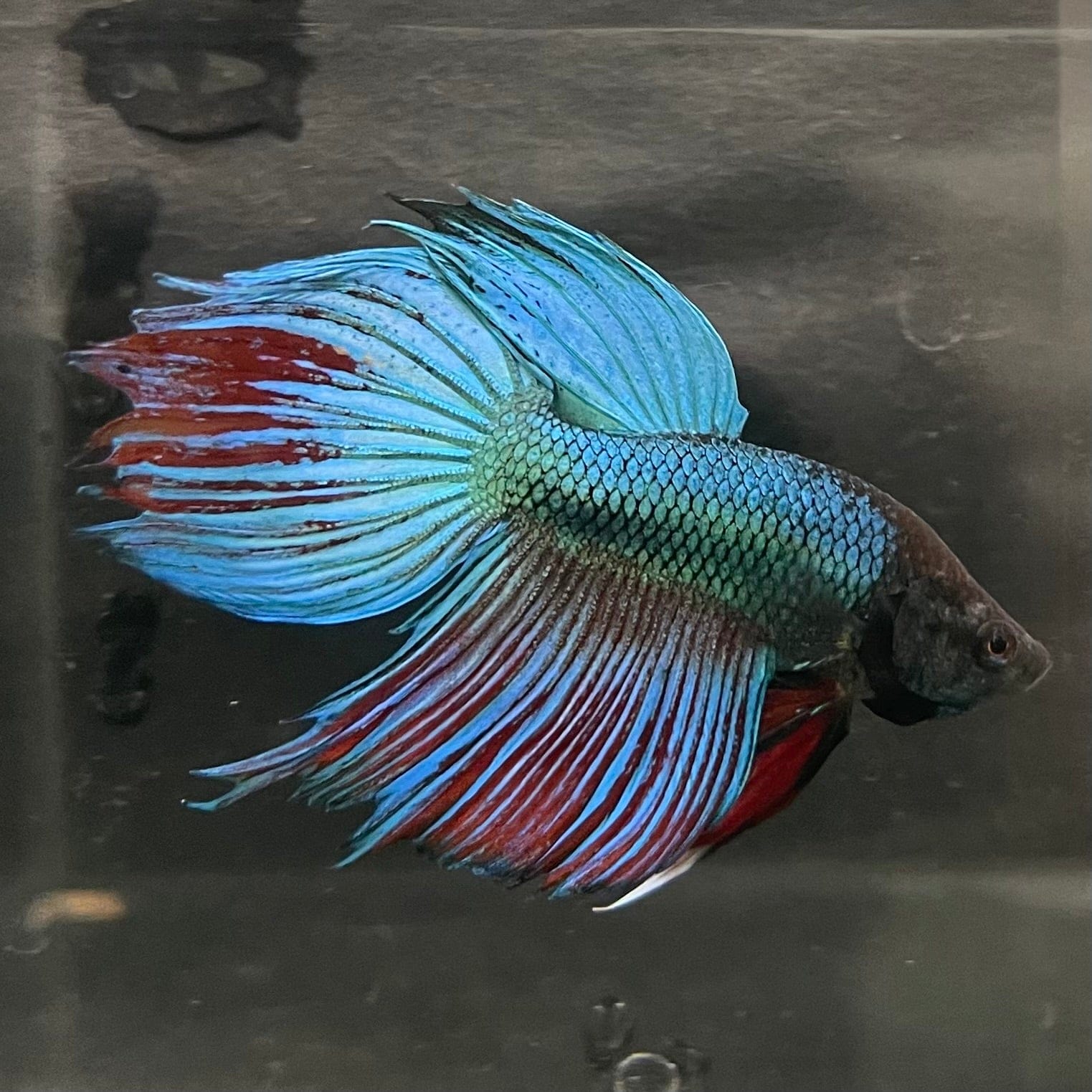 the-fish-farm Male Betta Male Betta - One Only - 3 Choose your favourite Male Betta from The Fish Farm Australia