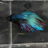 the-fish-farm Male Betta Male Betta - One Only - 3 Choose your favourite Male Betta from The Fish Farm Australia