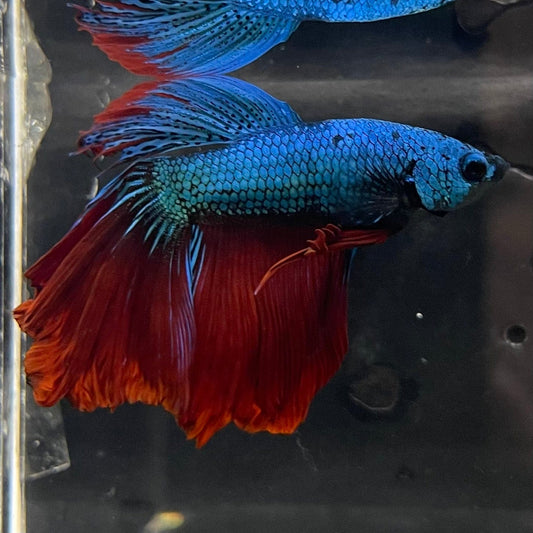 the-fish-farm Male Betta Male Betta - One Only - 3 Choose your favourite Male Betta from The Fish Farm Australia