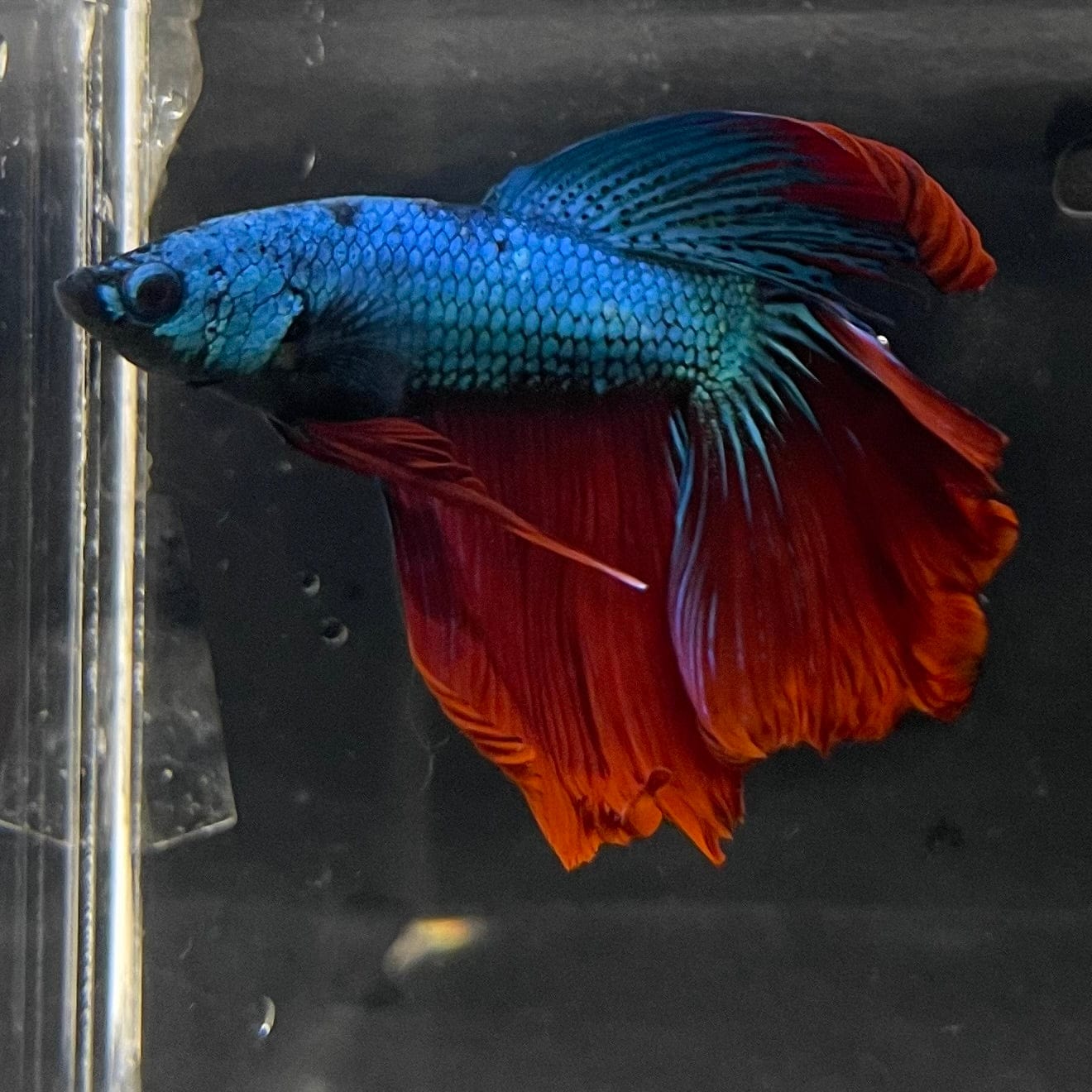 the-fish-farm Male Betta Male Betta - One Only - 3 Choose your favourite Male Betta from The Fish Farm Australia