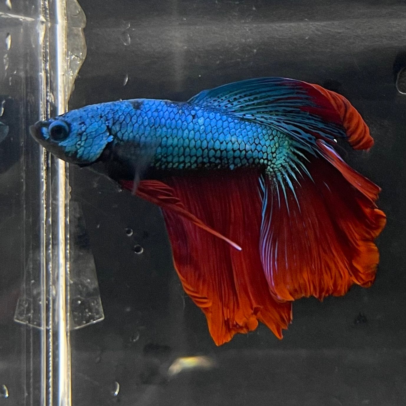 the-fish-farm Male Betta Male Betta - One Only - 3 Choose your favourite Male Betta from The Fish Farm Australia