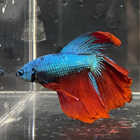 the-fish-farm Male Betta Male Betta - One Only - 3 Choose your favourite Male Betta from The Fish Farm Australia