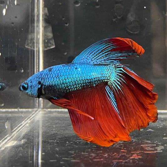 the-fish-farm Male Betta Male Betta - One Only - 3 Choose your favourite Male Betta from The Fish Farm Australia