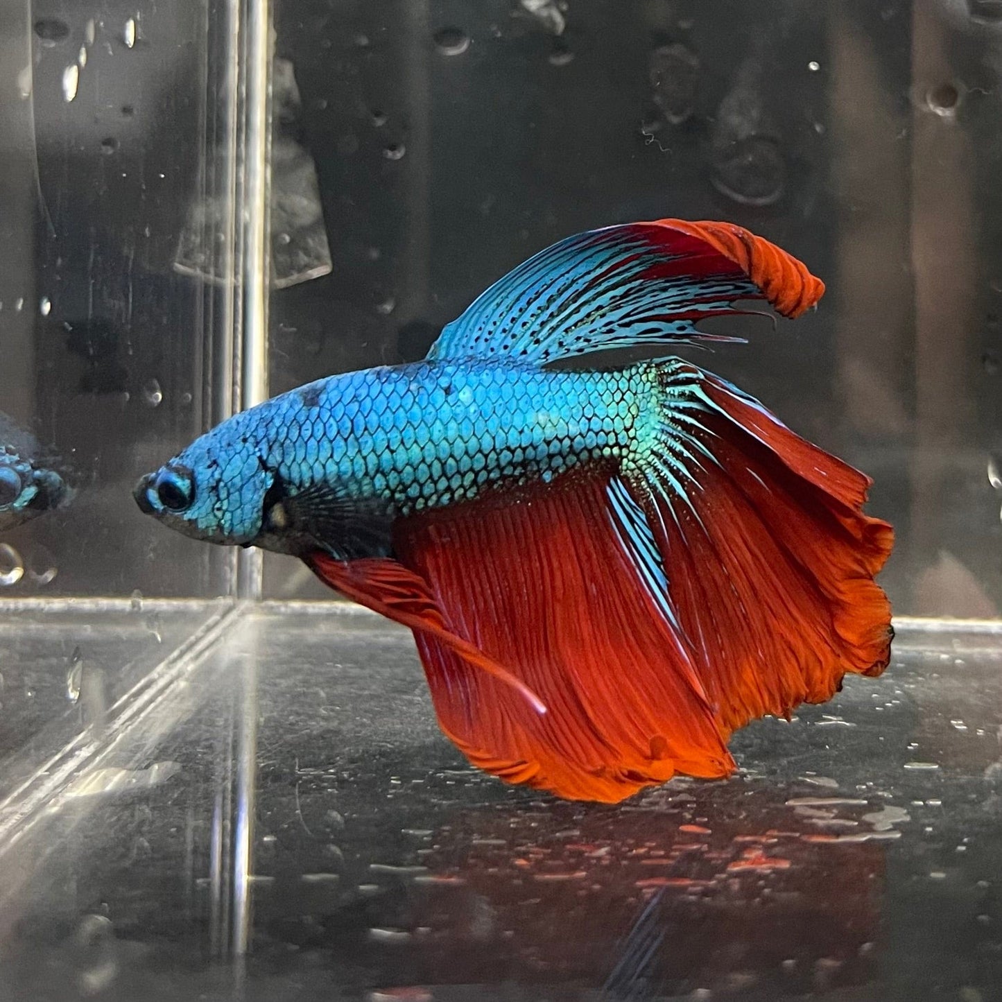 the-fish-farm Male Betta Male Betta - One Only - 3 Choose your favourite Male Betta from The Fish Farm Australia