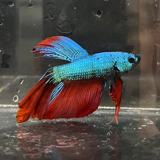 the-fish-farm Male Betta Male Betta - One Only - 3 Choose your favourite Male Betta from The Fish Farm Australia