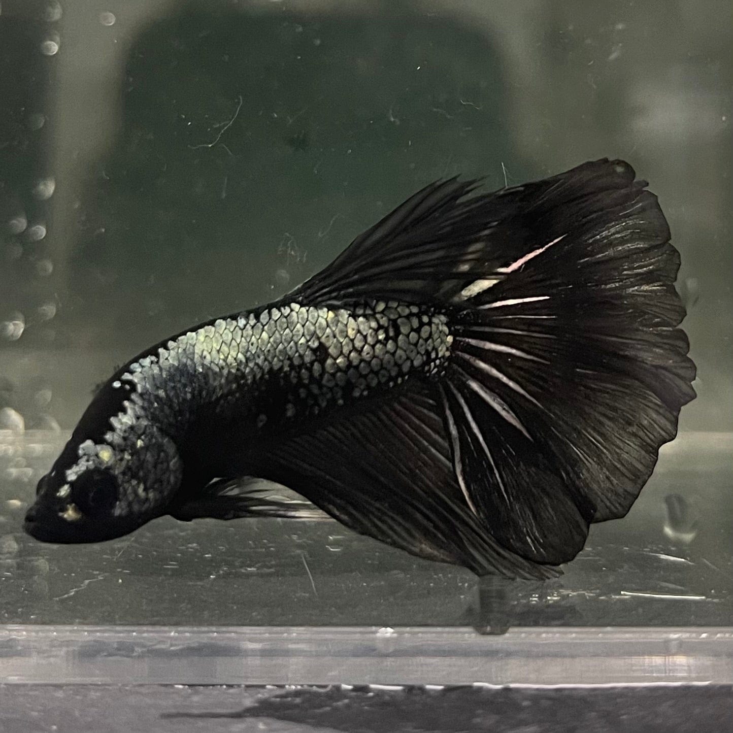 the-fish-farm Male Betta Male Betta - One Only - 3 Choose your favourite Male Betta from The Fish Farm Australia