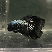 the-fish-farm Male Betta Male Betta - One Only - 3 Choose your favourite Male Betta from The Fish Farm Australia