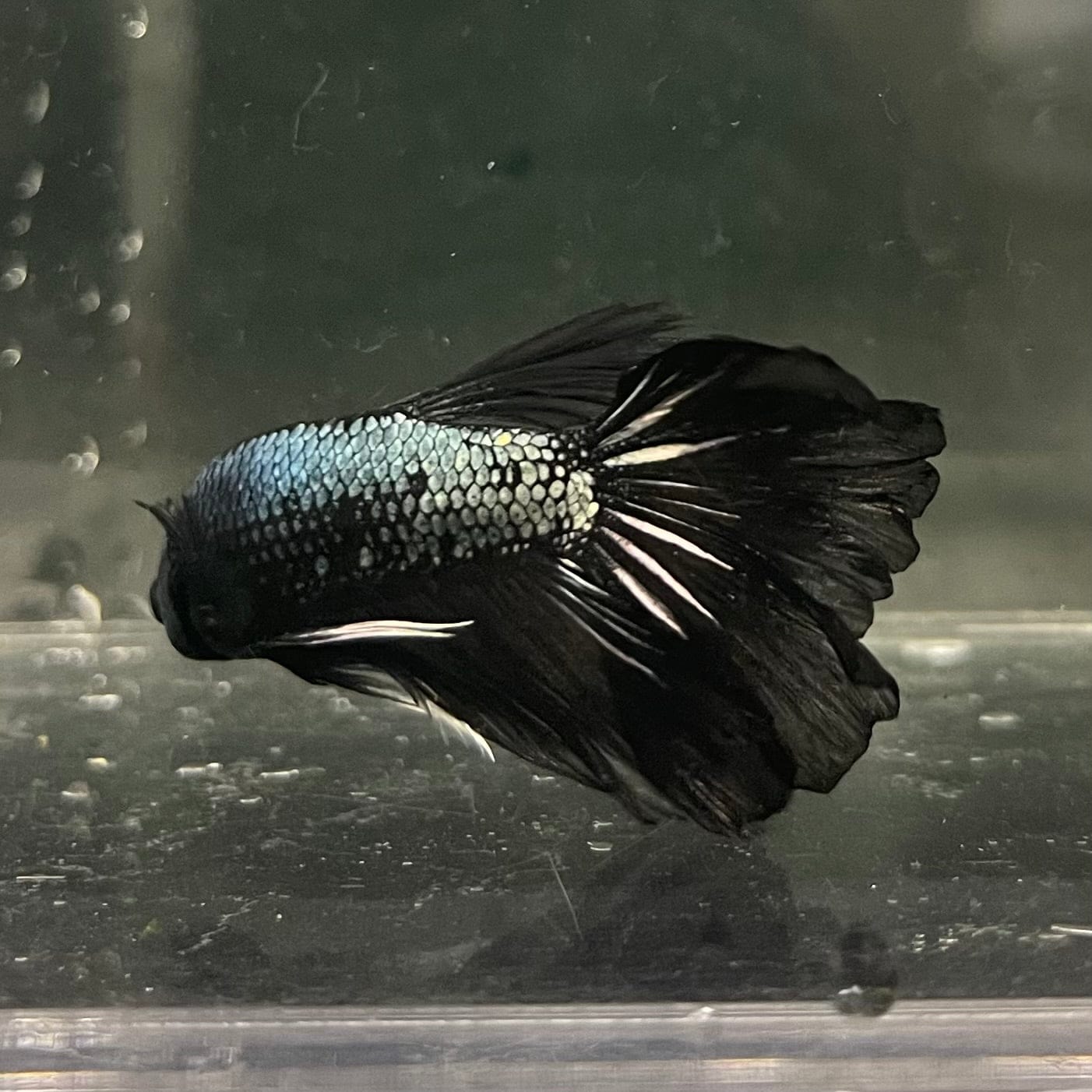 the-fish-farm Male Betta Male Betta - One Only - 3 Choose your favourite Male Betta from The Fish Farm Australia