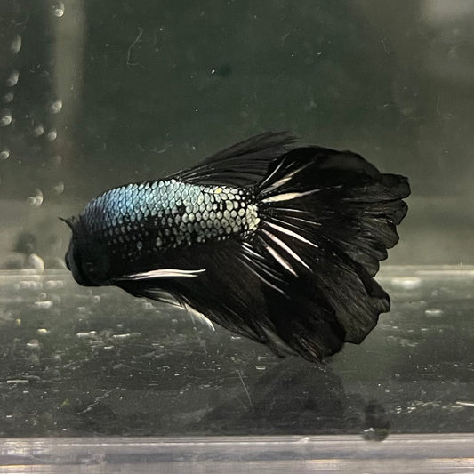 the-fish-farm Male Betta Male Betta - One Only - 3 Choose your favourite Male Betta from The Fish Farm Australia