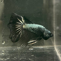 the-fish-farm Male Betta Male Betta - One Only - 3 Choose your favourite Male Betta from The Fish Farm Australia