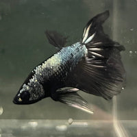 the-fish-farm Male Betta Male Betta - One Only - 3 Choose your favourite Male Betta from The Fish Farm Australia