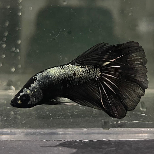 the-fish-farm Male Betta Male Betta - One Only - 3 Choose your favourite Male Betta from The Fish Farm Australia