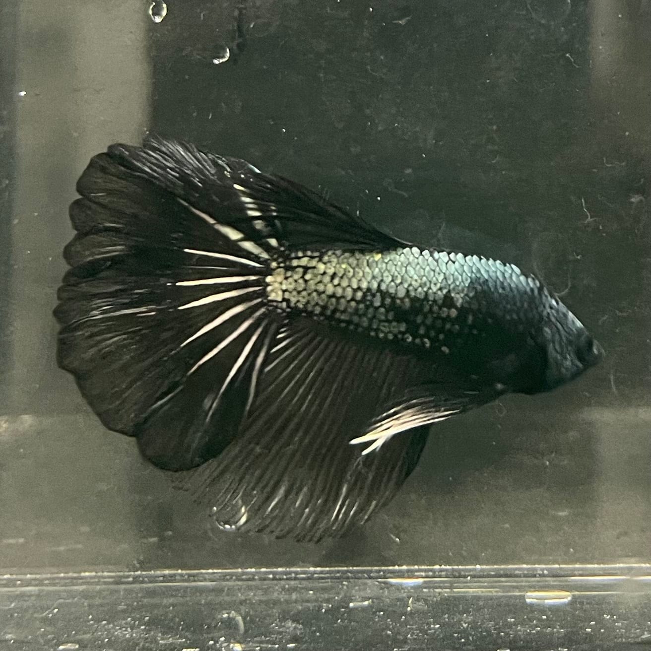 the-fish-farm Male Betta Male Betta - One Only - 3 Choose your favourite Male Betta from The Fish Farm Australia