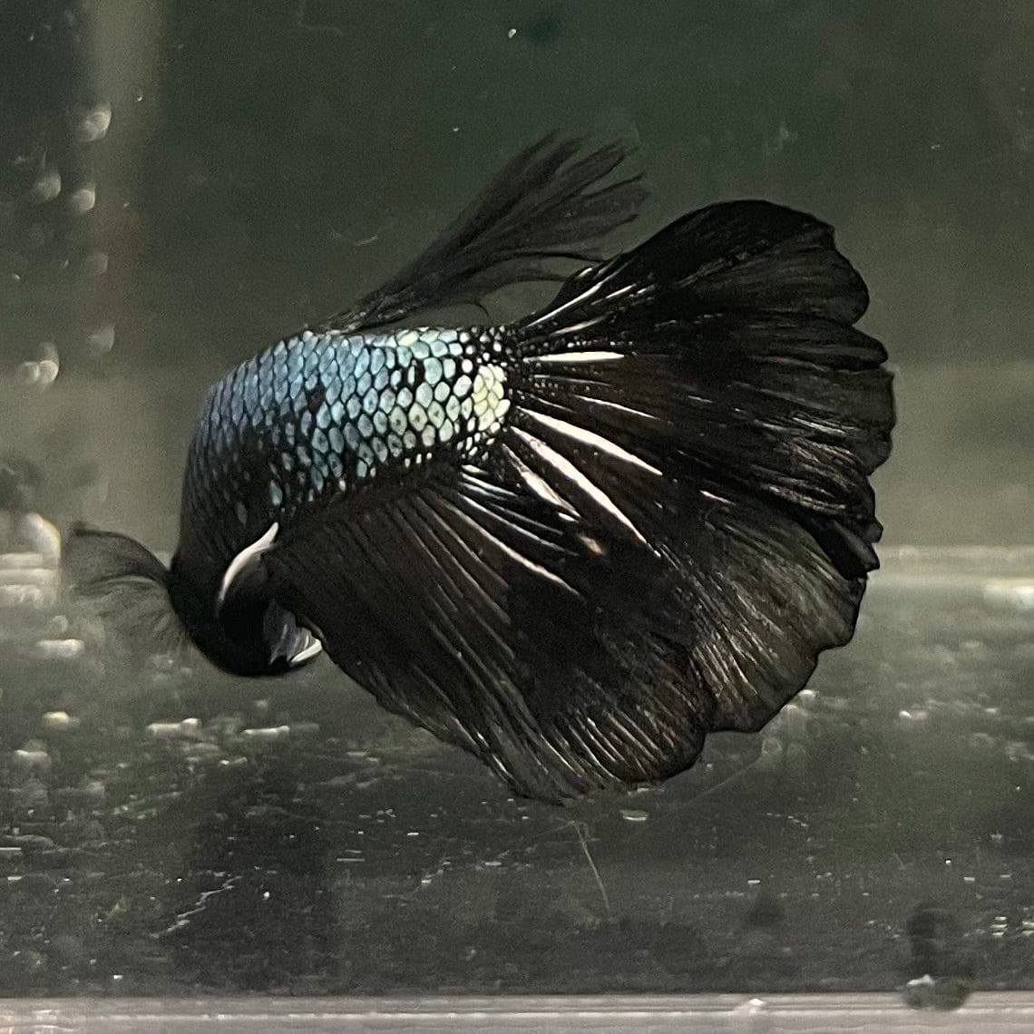 the-fish-farm Male Betta Male Betta - One Only - 3 Choose your favourite Male Betta from The Fish Farm Australia