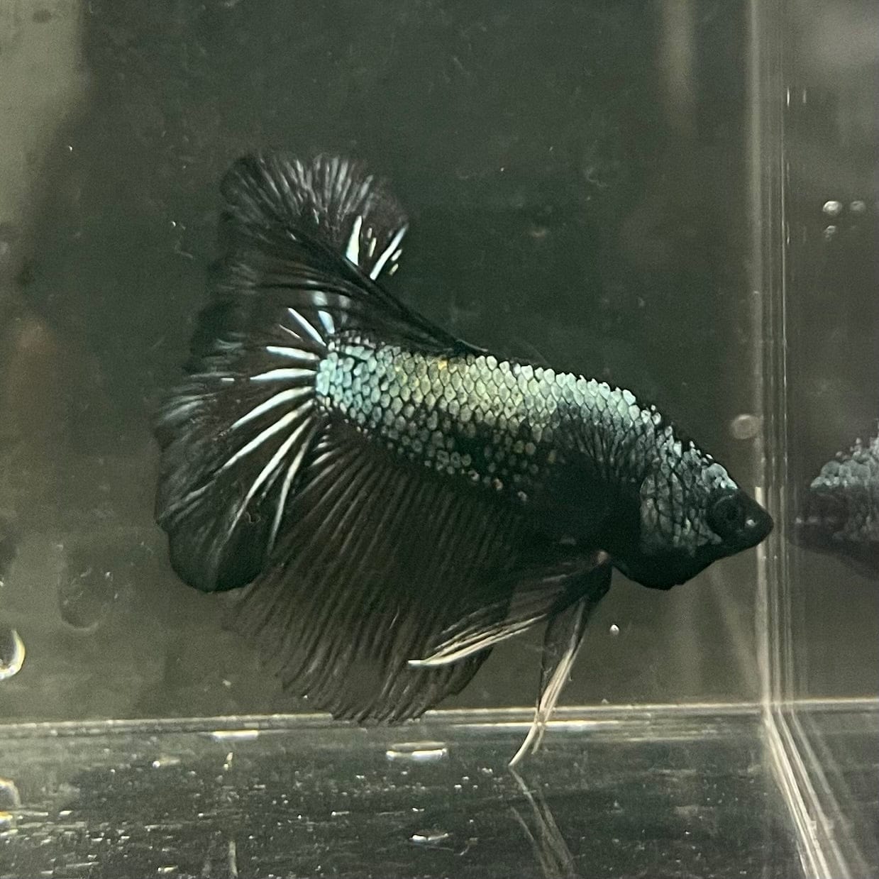 the-fish-farm Male Betta Male Betta - One Only - 3 Choose your favourite Male Betta from The Fish Farm Australia