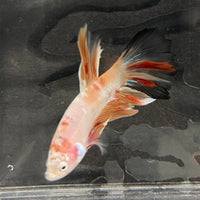 the-fish-farm Male Betta Male Betta - One Only - 3 Choose your favourite Male Betta from The Fish Farm Australia