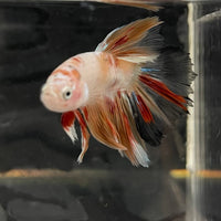 the-fish-farm Male Betta Male Betta - One Only - 3 Choose your favourite Male Betta from The Fish Farm Australia