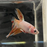 the-fish-farm Male Betta Male Betta - One Only - 3 Choose your favourite Male Betta from The Fish Farm Australia