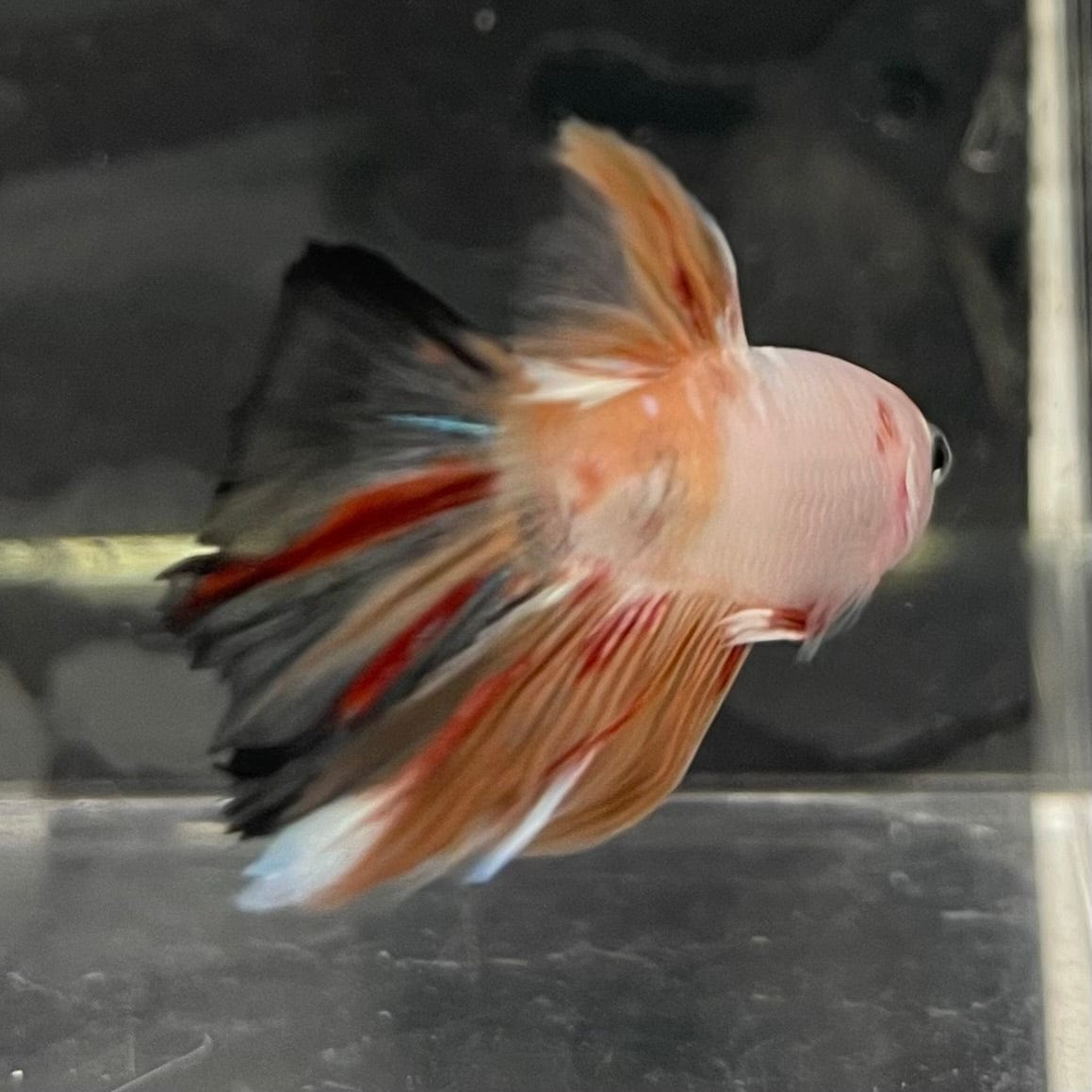 the-fish-farm Male Betta Male Betta - One Only - 3 Choose your favourite Male Betta from The Fish Farm Australia