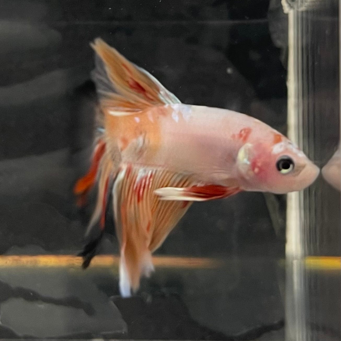 the-fish-farm Male Betta Male Betta - One Only - 3 Choose your favourite Male Betta from The Fish Farm Australia