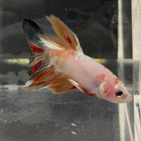 the-fish-farm Male Betta Male Betta - One Only - 3 Choose your favourite Male Betta from The Fish Farm Australia