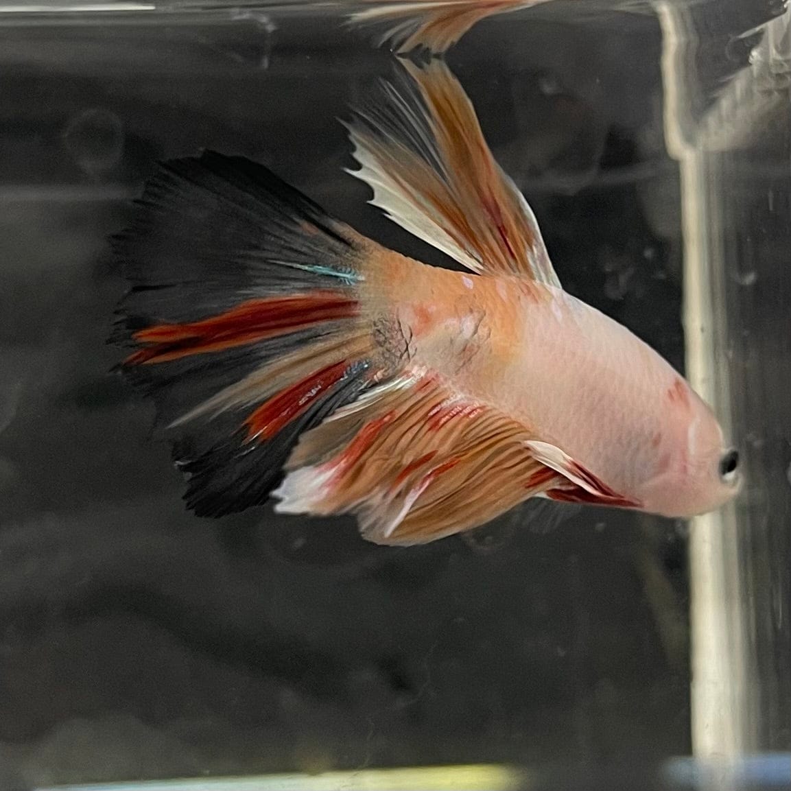 the-fish-farm Male Betta Male Betta - One Only - 3 Choose your favourite Male Betta from The Fish Farm Australia