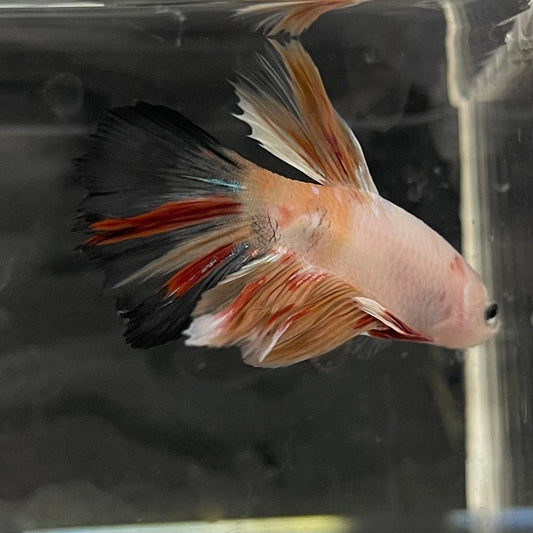 the-fish-farm Male Betta Male Betta - One Only - 3 Choose your favourite Male Betta from The Fish Farm Australia