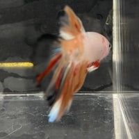 the-fish-farm Male Betta Male Betta - One Only - 3 Choose your favourite Male Betta from The Fish Farm Australia