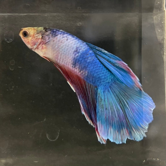 the-fish-farm Male Betta Male Betta - One Only - 3 Choose your favourite Male Betta from The Fish Farm Australia