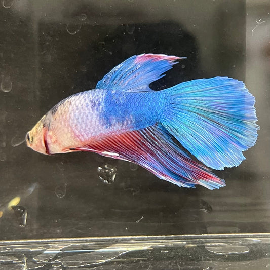 the-fish-farm Male Betta Male Betta - One Only - 3 Choose your favourite Male Betta from The Fish Farm Australia