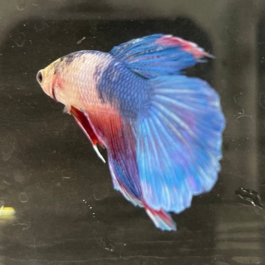 the-fish-farm Male Betta Male Betta - One Only - 3 Choose your favourite Male Betta from The Fish Farm Australia