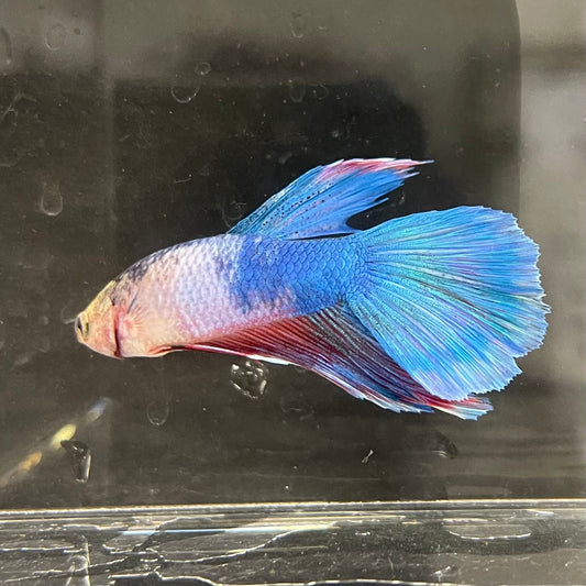 the-fish-farm Male Betta Male Betta - One Only - 3 Choose your favourite Male Betta from The Fish Farm Australia