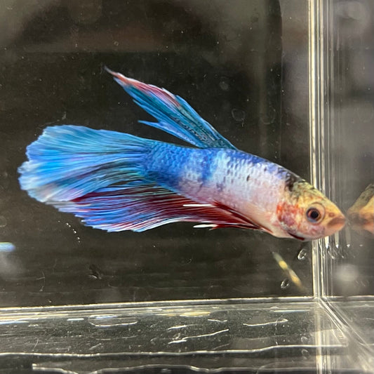 the-fish-farm Male Betta Male Betta - One Only - 3 Choose your favourite Male Betta from The Fish Farm Australia