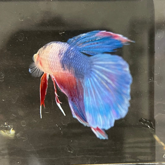 the-fish-farm Male Betta Male Betta - One Only - 3 Choose your favourite Male Betta from The Fish Farm Australia