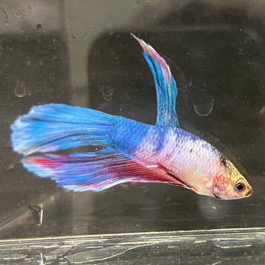 the-fish-farm Male Betta Male Betta - One Only - 3 Choose your favourite Male Betta from The Fish Farm Australia