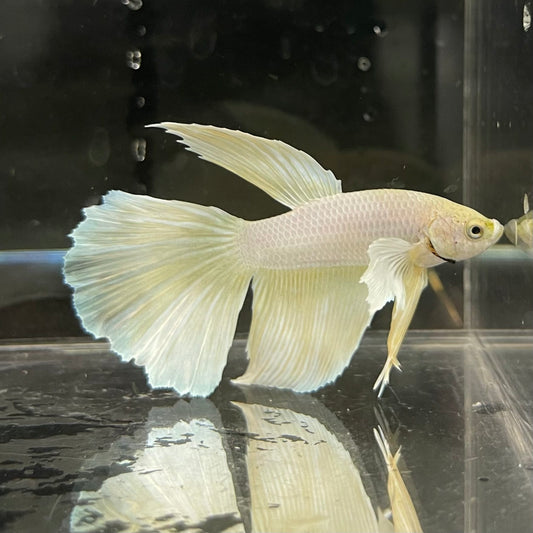 the-fish-farm Male Betta Male Betta - One Only - 3 Choose your favourite Male Betta from The Fish Farm Australia