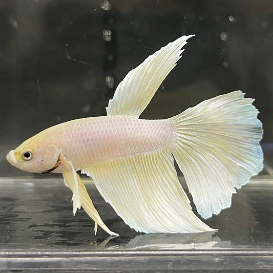 the-fish-farm Male Betta Male Betta - One Only - 3 Choose your favourite Male Betta from The Fish Farm Australia