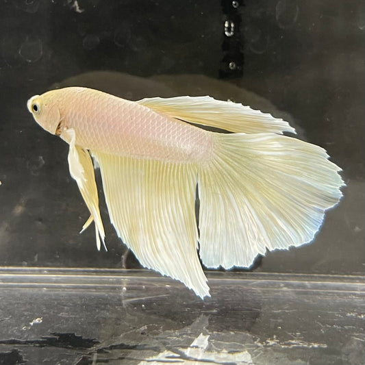 the-fish-farm Male Betta Male Betta - One Only - 3 Choose your favourite Male Betta from The Fish Farm Australia