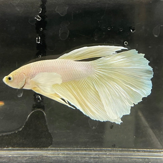 the-fish-farm Male Betta Male Betta - One Only - 3 Choose your favourite Male Betta from The Fish Farm Australia