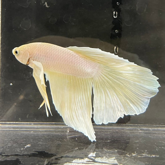 the-fish-farm Male Betta Male Betta - One Only - 3 Choose your favourite Male Betta from The Fish Farm Australia