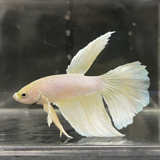 the-fish-farm Male Betta Male Betta - One Only - 3 Choose your favourite Male Betta from The Fish Farm Australia