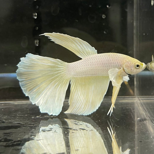 the-fish-farm Male Betta Male Betta - One Only - 3 Choose your favourite Male Betta from The Fish Farm Australia