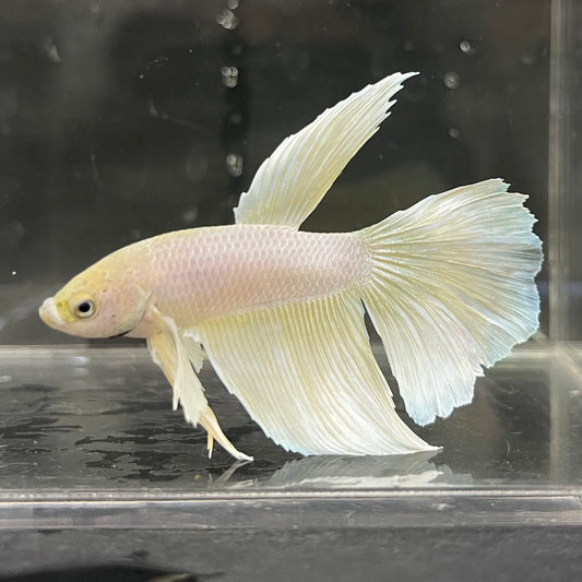 the-fish-farm Male Betta Male Betta - One Only - 3 Choose your favourite Male Betta from The Fish Farm Australia