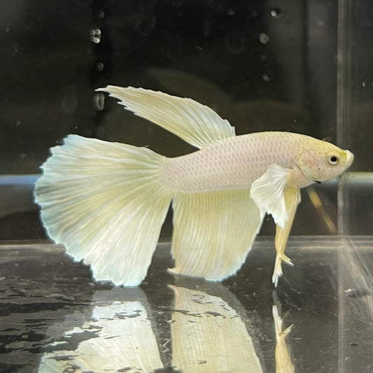 the-fish-farm Male Betta Male Betta - One Only - 3 Choose your favourite Male Betta from The Fish Farm Australia