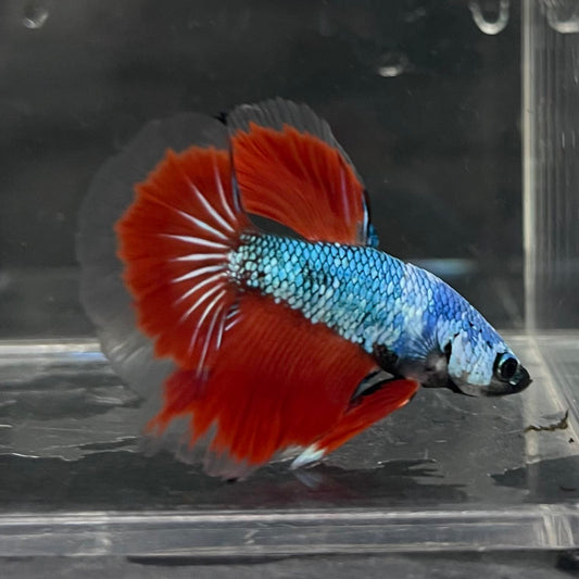 the-fish-farm Male Betta Male Betta - One Only - 3 Choose your favourite Male Betta from The Fish Farm Australia